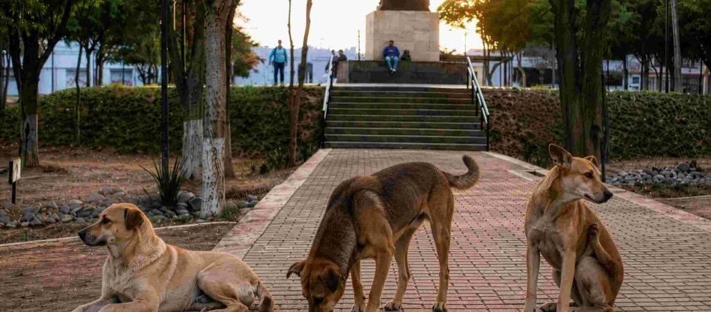 Ocho de cada 10 hermosillenses consideran que los animales en situación de calle son un problema: HCV