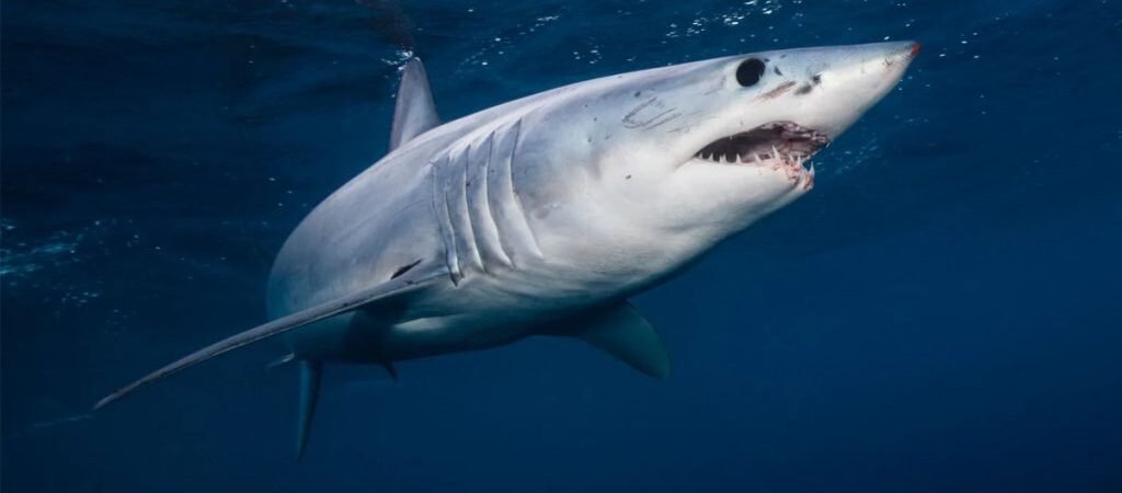 Ola de calor marina en EEUU acerca tiburones a playas, alertan expertos