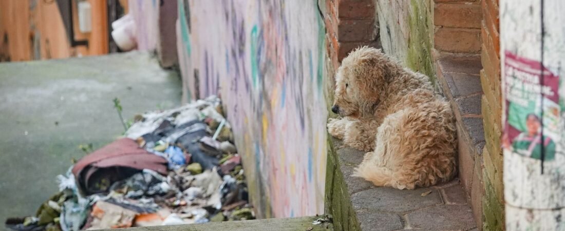 Los adoptaron en pandemia y los dejaron después: México encabeza la crisis del abandono de perros