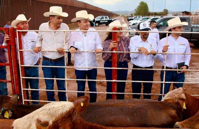 Reapertura de frontera con EEUU confirma la sanidad ganadera de Sonora: Celida López